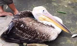 Con chim to lớn này khi xuống săn mồi ở đầm phá Cầu Hai thì bị ngư dân bắt được (nguồn ảnh FB)