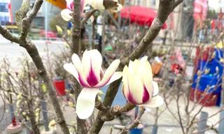 Xuất hiện loài hoa 'cạnh tranh' với đào, quất Tết năm nay