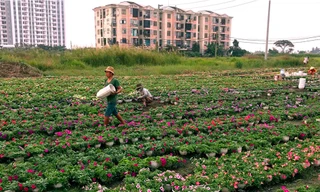 Làng hoa lớn nhất Sài Gòn tất bật vào mùa Tết
