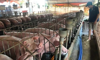 “Thủ phủ heo” Đồng Nai trước dịch tả Châu Phi 