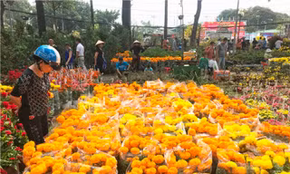 Chợ hoa Tết lớn nhất Sài Gòn nhộn nhịp ngày cuối năm
