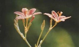 Thuốc nam trị viêm thanh quản