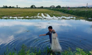 Mùa giăng lưới cá đồng
