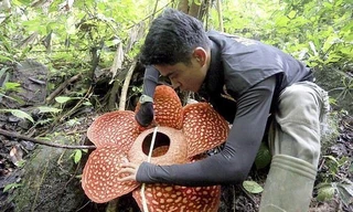 Chiêm ngưỡng loài hoa lớn nhất thế giới 