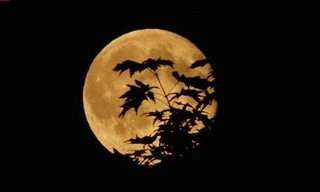 Cụ già 83 tuổi neo đơn khó khăn phải tìm chốn nương tựa là mái chùa ở quận 8, TPHCM trong “tháng cô hồn” Ảnh: T.N.A