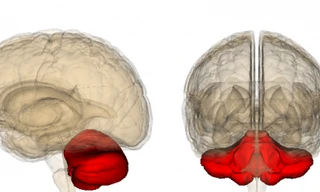 Nghiên cứu thành công tiểu não nhân tạo