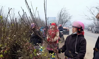 Hàng nghìn cành đào, mận tập kết ra quốc lộ 6 chờ về xuôi 'ăn Tết'