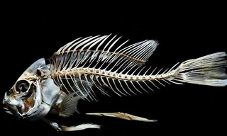 Ảnh minh họa: Internet