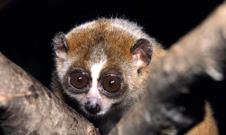 Ảnh minh họa: Internet