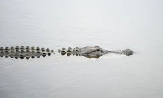 Một con cá sấu ở Florida