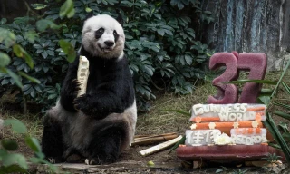 Jia Jia cùng chiếc bánh sinh nhật ngày "mừng thọ" 37 tuổi.