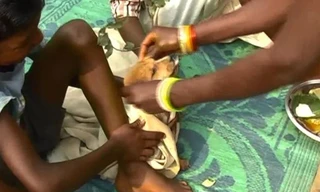 Chú chó được mặc váy cưới theo truyền thống Ấn Độ