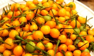 Loại ớt charapita đắt nhất thế giới