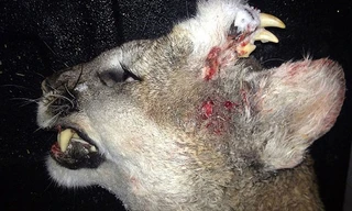 Con sư tử núi kì lại có hàm răng mọc trên trán