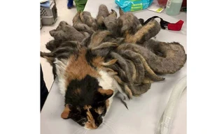 Chú mèo có bộ lông như bạch tuộc