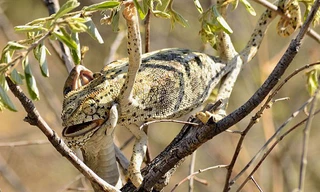 Tắc kè đổi màu khi bị rắn nuốt chửng