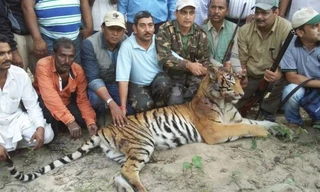 Con hổ dữ bị tiêu diệt.