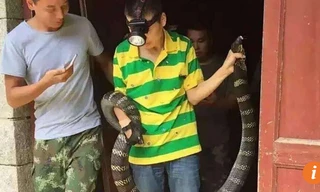 Con rắn hổ mang được đưa ra khỏi ngôi nhà.