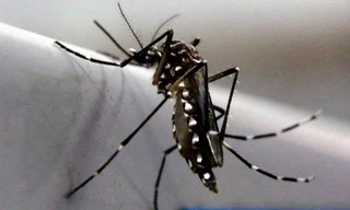 Liên Hợp Quốc đề xuất dùng phóng xạ diệt muỗi ngăn dịch Zika