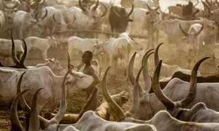 Một người đàn ông Mundari giữa đàn bò. 