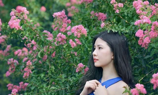 Rực rỡ những con đường hoa tường vi giữa lòng Hà Nội