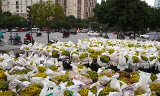 Cúc miền Tây 'bay' Hà Nội: Hoa đẹp giá rẻ, bán vù vù