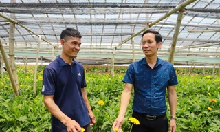 Trồng hoa đồng tiền công nghệ cao, chàng nông dân Thủ đô 'kéo' cả HTX cùng làm giàu