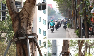 Hàng loạt cây xanh bị 'đeo gông' biến dạng tại Hà Nội