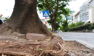Hàng loạt cây xanh 'thoi thóp' sau cải tạo vỉa hè tại Hà Nội