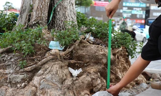 Trồi cả gốc rễ, hàng loạt cây xanh nguy cơ gãy đổ sau khi cải tạo vỉa hè