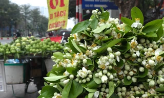 Hoa bưởi đầu mùa giá tới nửa triệu đồng/kg vẫn hút khách Hà Thành