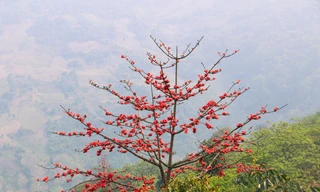 Rực rỡ sắc đỏ hoa gạo trên cao nguyên đá Đồng Văn