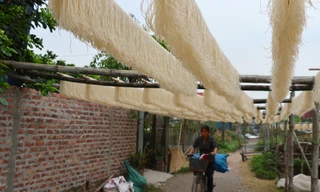 Làng miến dong Dương Liễu 'chạy đua' với đơn hàng Tết