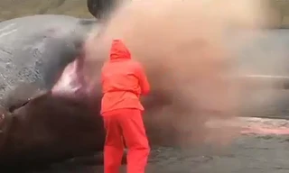 Clip: Cá voi phát nổ khi bị mổ bụng