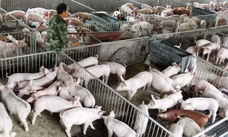 Dịch tả lợn châu Phi đang gây thiệt hại lớn ở Trung Quốc