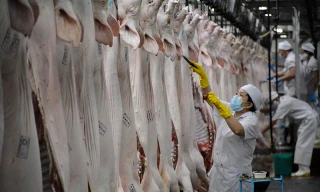 Bộ NN&PTNT sẽ thành lập tổ công tác hỗ trợ triển khai dự án chuỗi chăn nuôi, giết mổ, chế biết thịt lợn của Masan tại Hà Nam