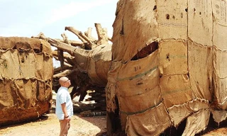 Cục Kiểm lâm yêu cầu lực lượng ngày tiếp tục xác minh, đối chiếu hồ sơ và thực địa của các cây "khủng"