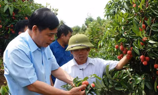 Bộ trưởng NN&PTNT Nguyễn Xuân Cường kiểm tra tình hình sản xuất, tiêu thụ vải tại Lục Ngạn (Bắc Giang)