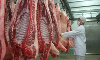 Việt Nam lần đầu xuất khẩu chính ngạch thịt lợn tươi