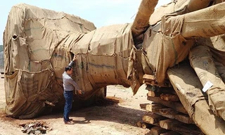 Lãnh đạo Bộ NN&PTNT yêu cầu tiếp tục làm rõ nguồn gốc cây khủng, sẽ xử lý cán bộ kiểm lâm nếu sai phạm, tiếp tay