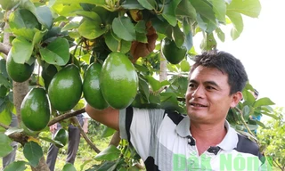 Người trồng bơ ở Đắk Nông cho thu nhập 300-500 triệu đồng/ha (ảnh: Báo Đắk Nông)