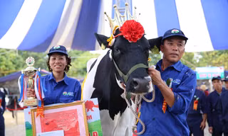 Niềm vui của chủ hộ Lê Xuân Tiên khi có bò đăng quang “Hoa hậu bò sữa” Mộc Châu năm 2018.