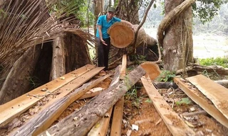 Quảng Nam là một trong những điểm nóng về phá rừng trong thời gian qua.