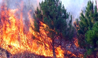 Cục Kiểm lâm yêu cầu lực lượng này phải tăng cường gác bảo vệ rừng, phòng cháy chữa cháy rừng dịp lễ tết.