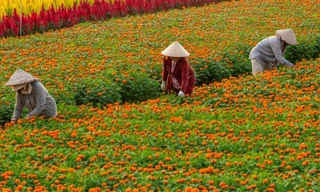 Làng hoa Bình Dương đua sắc đón Xuân