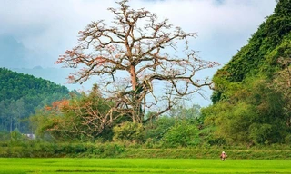 Cây gạo hơn 500 tuổi - Cây di sản đầu tiên của Quảng Bình có gì đặc biệt?