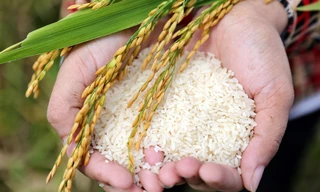 'Hạt ngọc' Việt Nam: Các nước chi vài tỷ USD gom mua, Thái Lan đua trồng