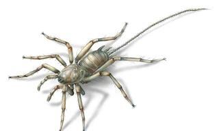 Hình loài nhện có đuôi như bọ cạp được các nhà khoa học dựng lại.
