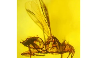 Phát hiện hóa thạch 'ruồi ma cà rồng' cổ đại