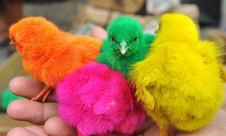 Gà con màu sắc ở Indonesia